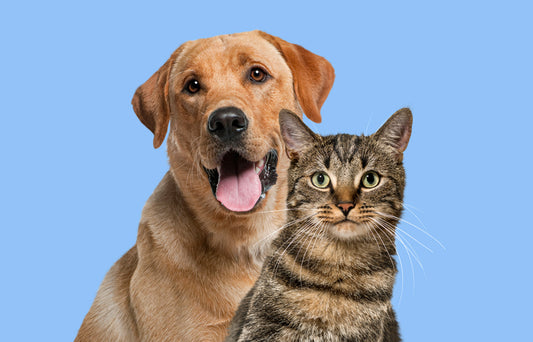 Is Fido a Foodie? Then Say Bone Appetite to This Purrfect Treat!