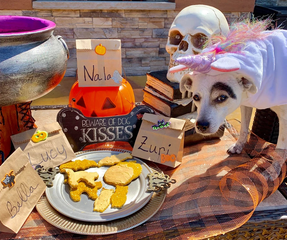 A small dog in a unicorn Halloween costume poses beside homemade dog cookies and Halloween decorations.